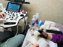 -宠爱国际动物医院·消化内科·心肾内科·ISFM猫友好(望京店)