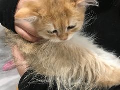 -楼上猫咖(罗湖店)