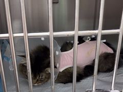 -达爱动物医院·犬猫分区·CT·复杂眼科(远洋山水分院)