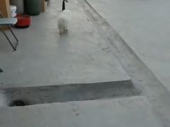 -波姐宠物家庭寄养