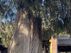 -仓颉庙