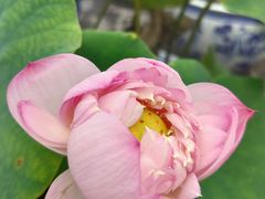 -芦月轩羊蝎子(太平桥店)