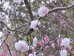 -南汇桃花村