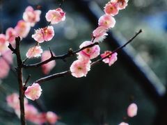 -莫愁湖公园