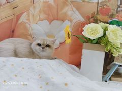 -爱洗澡的猫(望京店)