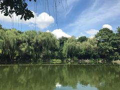 -金花茶公园