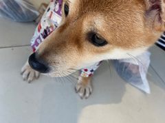 -怪兽屋·羊驼·猫咖·狗咖(俊华广场店)