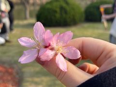 -顾村公园