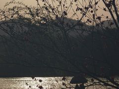 -西湖外事游船(花港观鱼码头)