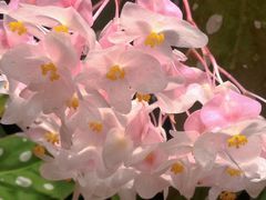 -中国科学院华南植物园