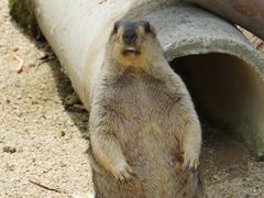 -泉州海丝野生动物世界