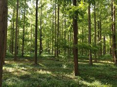 -黄海国家森林公园