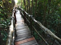 雨林中的小道-三亚亚龙湾人间天堂鸟巢度假村