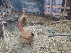 -马陆小张葡萄园农家乐