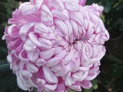 -上海市龙华烈士陵园