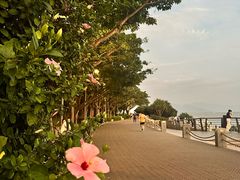 -深圳湾公园(南山区)