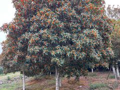 -武汉紫薇都市田园