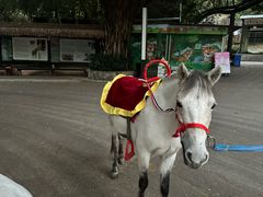 -深圳野生动物园