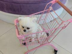 -怪兽屋·羊驼·猫咖·狗咖(俊华广场店)