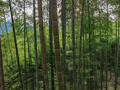 -东天目山风景区