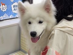 -翊宠yipet猫狗购宠庄园犬舍•猫舍