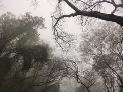 -合肥滨湖国家森林公园