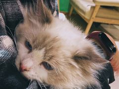 -藏猫猫咖啡主题馆(中央大道店)