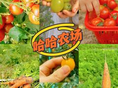 -小鱼草莓采摘园农家乐·小鱼餐厅