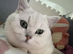 -翊宠yipet猫狗购宠庄园