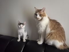 -万博宠物医院·手术·诊疗(未央凤城五路店)