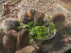 -zoonana室内动物园(东方福来德店)