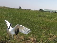 -盐城丹顶鹤湿地生态旅游区