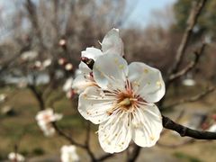 -香雪海