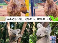 -广州长隆野生动物世界