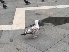 -圣马可广场