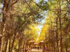 -金塔沙漠胡杨林景区