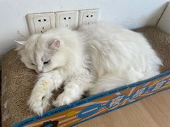 -猫在这儿猫咪咖啡馆·撸猫馆