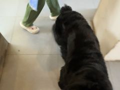 -芭比堂动物医院·心脏科·老年急重症·夜诊·吉雅分院