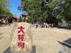 -大槐树寻根祭祖园