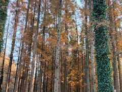 -黄海国家森林公园