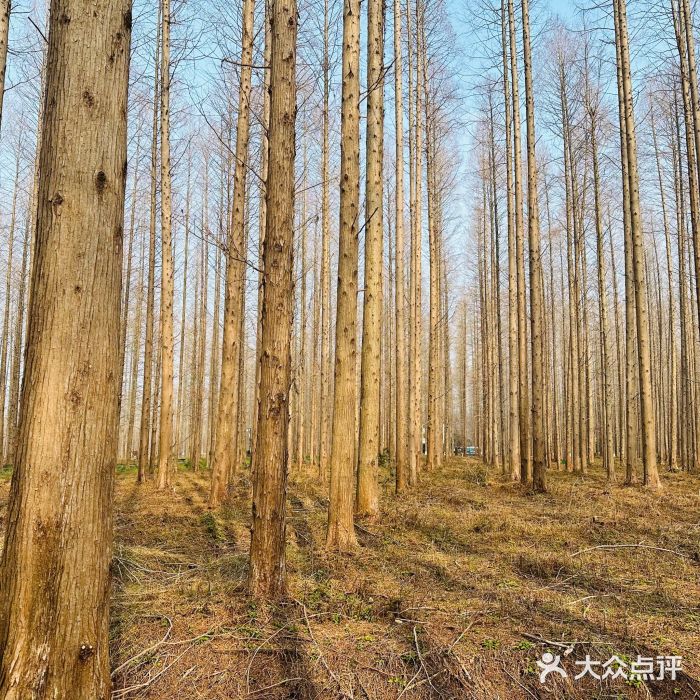 黄海国家森林公园图片