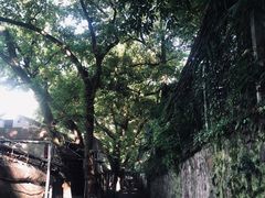 -长藤鬼校(龙翔店)