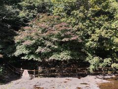 -关门山森林公园