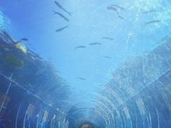 -海棠湾洲际-涛·海底餐厅·美人鱼·自助餐·海底隧道