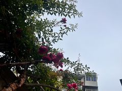 -吴家馄饨