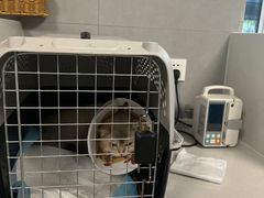 -伟伟宠物医院·CT影像中心·瑞派犬猫综合性门诊(汉口总院)