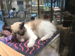 -momokira米努特·德文卷毛猫·棉花面纱犬