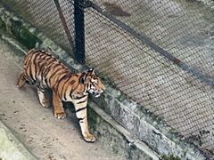 -深圳野生动物园