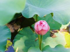 -莲花池公园