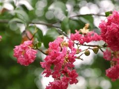 -王顺山国家森林公园